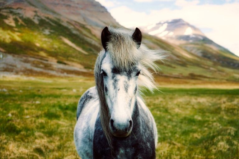 Nordic Horse naturligt – En rejse gennem nordisk hesteavl